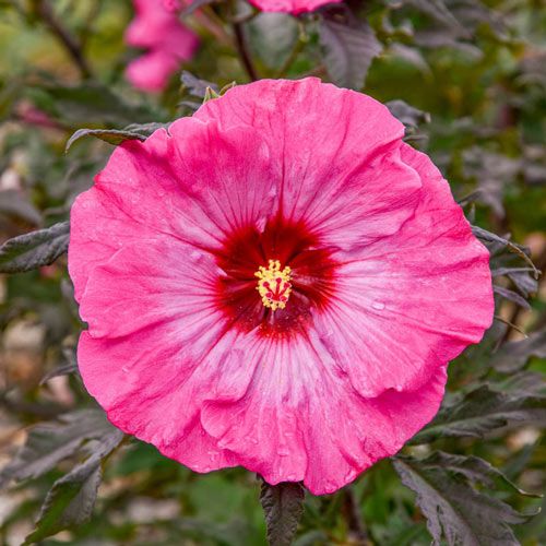 Hibiscus Plants, Hibiscus Tree Live Plant, Hardy Hibiscus Plants Live, 6 to 8 Inch Tall, Perennial Flower Plant, Bareroot