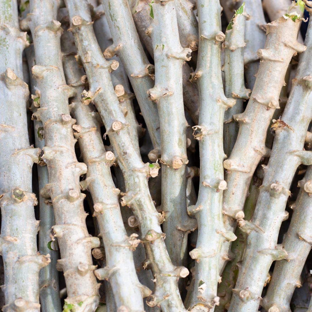 Sweet Red Cassava Yuca Manihot Esculenta Cuttings. Set 5 Well Rooted Cuttings, Easy to Plant, Zone 8 to 12