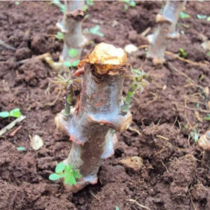 Pack 5 Sweet Heirloom Red Yuca Cassava  Cuttings, Well Rooted for Planting Outdoor Garden