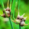 10 Egyptian Walking Onions Bulbs For Planting, Egyptian Walking Onions, Egyptian Walking Onion Seeds