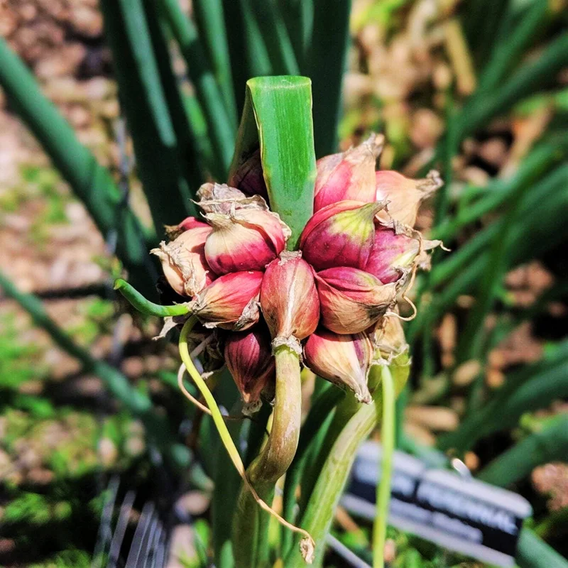 4 Egyptian Walking Onions Plants Live For Planting, 4 to 8 Inch Tall, Well Rooted, Walking Onions, High Yield Walking Onion Seed Plant