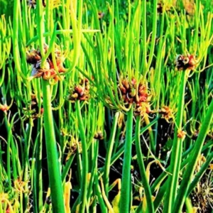 10 Egyptian Walking Onions Bulbs For Planting, Egyptian Walking Onions, Egyptian Walking Onion Seeds