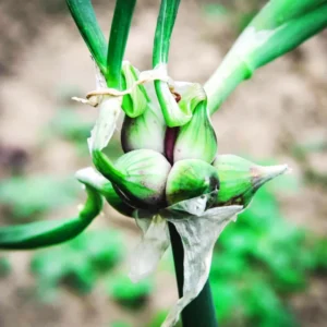 4 Egyptian Walking Onions Plants Live For Planting, 4 to 8 Inch Tall, Well Rooted, Walking Onions, High Yield Walking Onion Seed Plant