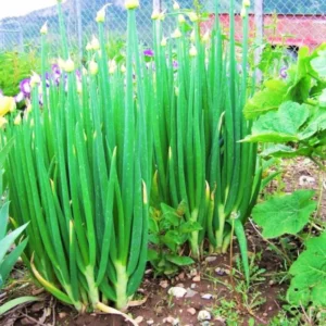 4 Egyptian Walking Onions Plants Live For Planting, 4 to 8 Inch Tall, Well Rooted, Walking Onions, High Yield Walking Onion Seed Plant