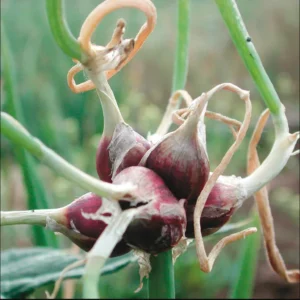 10 Hardy Walking Onion Plants Live For Planting, Walking Onions Bulb, Walking Onion Seed Plant, Well Rooted, 8 Month-Old, Ready to Plant