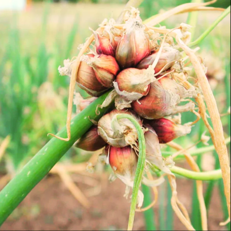 10 Egyptian Walking Onions Bulbs For Planting, Egyptian Walking Onions, Egyptian Walking Onion Seeds