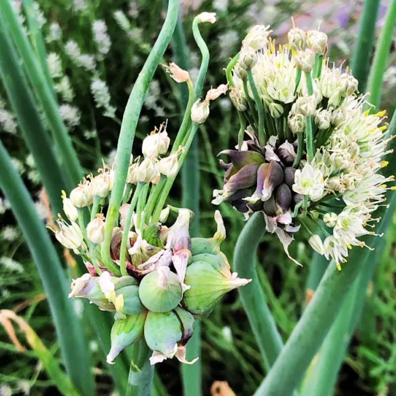 4 Egyptian Walking Onions Plants Live For Planting, 4 to 8 Inch Tall, Well Rooted, Walking Onions, High Yield Walking Onion Seed Plant