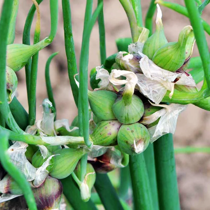 30 Egyptian Walking Onions Bulbs For Planting, Egyptian Walking Onions, Egyptian Walking Onion Seeds