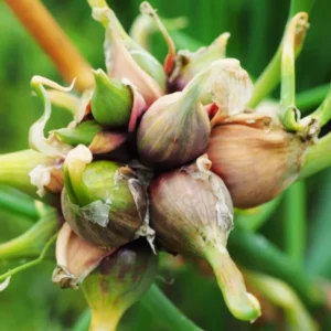 30 Egyptian Walking Onions Bulbs For Planting, Egyptian Walking Onions, Egyptian Walking Onion Seeds