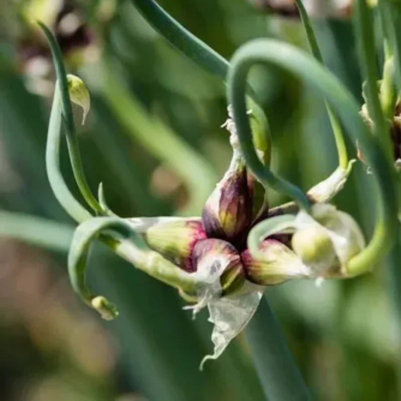 30 Egyptian Walking Onions Bulbs For Planting, Egyptian Walking Onions, Egyptian Walking Onion Seeds