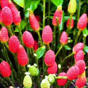 8 Awapuhi Shampoo Ginger Root Live Plant - Zingiber Zerumbet for Natural Beauty Care