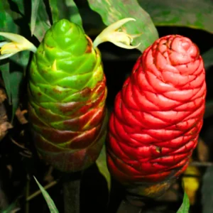 8 Awapuhi Shampoo Ginger Root Live Plant - Zingiber Zerumbet for Natural Beauty Care