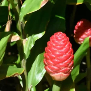 Awapuhi Shampoo Ginger (Zingiber zerumbet) Roots - Ornamenatl Hawaiian Ginger Plant Live