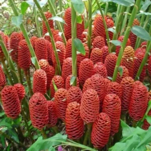 Awapuhi Shampoo Ginger (Zingiber zerumbet) Roots - Ornamenatl Hawaiian Ginger Plant Live