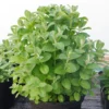 Mint Plants Live Indoors Outdoors Fresh Herb Mint Plant, Mint Plant Seeds