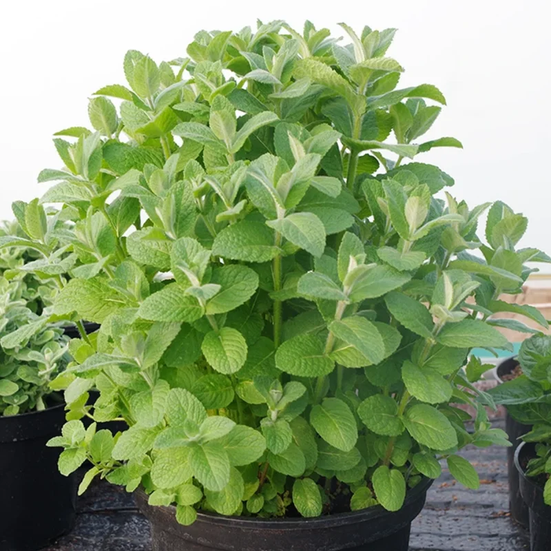 Mint Plants Live Indoors Outdoors Fresh Herb Mint Plant, Mint Plant Seeds