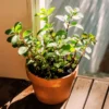 Mint Plants Live Indoors Outdoors, Fresh Herb Mint Plant, Mint Plant for Spring Planting, Not Seeds