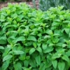 2 Lemon Balm Plant Live, Lemon Balm Plants Live In Pot, Live Lemon Balm Plant, Lemon Balm Plants Live Outdoor Herb Plant