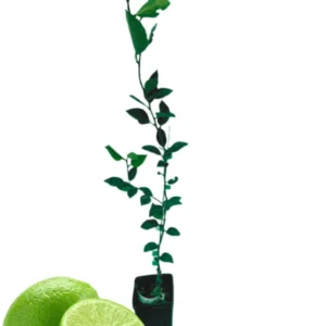 3 Feet Grafted Key Lime Tree Live Plants for Growing Outdoors, 3 Feet Tall, Potted, Cannot Ship to CA, Large Tropcial Fruit
