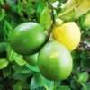 Grafted Key Lime Tree Live Plants for Growing Outdoors, 3 Feet Tall, Potted, Cannot Ship to CA , Fresh Citrus Tree for Garden