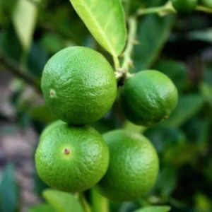 3 Feet Grafted Key Lime Tree Live Plants for Growing Outdoors, 3 Feet Tall, Potted, Cannot Ship to CA, Large Tropcial Fruit