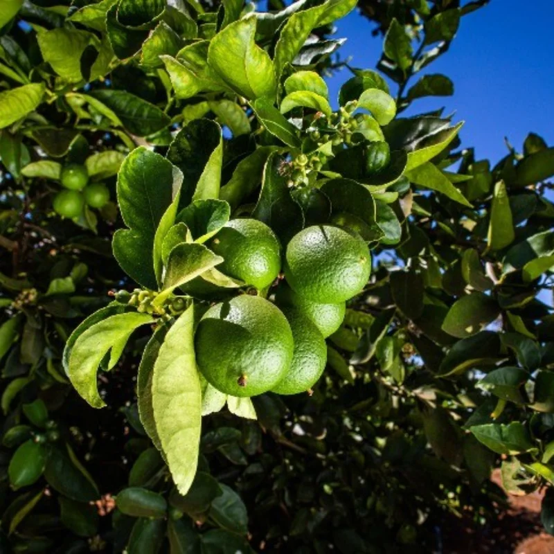 3 Feet Grafted Key Lime Tree Live Plants for Growing Outdoors, 3 Feet Tall, Potted, Cannot Ship to CA, Large Tropcial Fruit