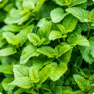 2 Lemon Balm Plant Live, Lemon Balm Plants Live In 4 Inch Pot, Lemon Balm Plants Live Outdoor, Lemon Balm Plants For Inside Outdise, Easy to Plant