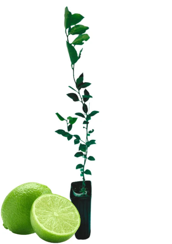Mature Grafted Key Lime Tree Live Plants for Growing Outdoors, 3 Feet Tall, Gallon Pot, Cannot Ship to CA, Fresh Key Lime Tree