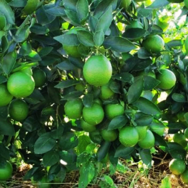3 Feet Grafted Key Lime Tree Live Plants for Growing Outdoors, 3 Feet Tall, Potted, Cannot Ship to CA, Large Tropcial Fruit