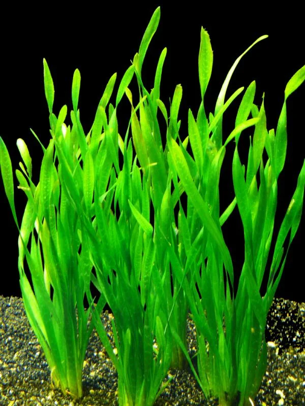 6 Stems of Jungle Vals Plants, Jungle Val Aquarium Plants Live, 2 Bundles, Aquatic Plants Live, 4 to 6 Inc Tall, Jungle Vallisneria Aquarium Plants