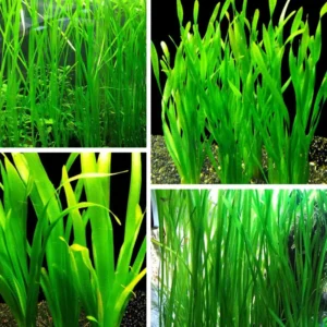 6 Stems of Jungle Vals Plants, Jungle Val Aquarium Plants Live, 2 Bundles, Aquatic Plants Live, 4 to 6 Inc Tall, Jungle Vallisneria Aquarium Plants