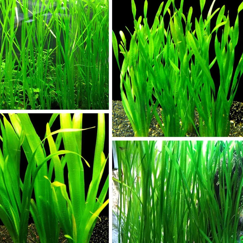 6 Stems of Jungle Vals Plants, Jungle Val Aquarium Plants Live, 2 Bundles, Aquatic Plants Live, 4 to 6 Inc Tall, Jungle Vallisneria Aquarium Plants