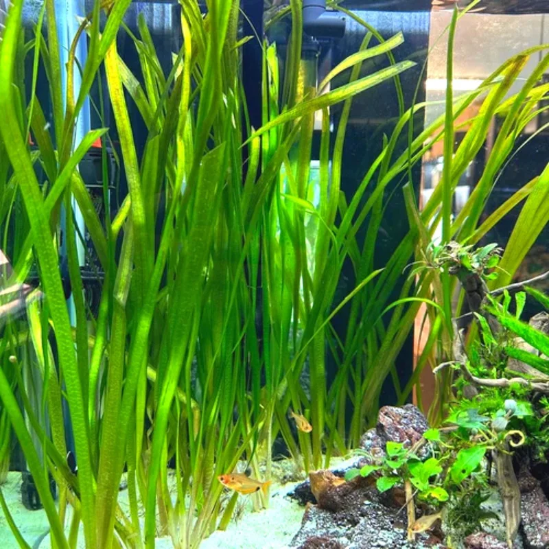 9 Stems of Jungle Vals Plants, Jungle Val Aquarium Plants Live, 3 Bundles, Aquatic Plants Live, Jungle Vallisneria Aquarium Plants, 4 to 6 Inc Tall