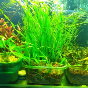 12 Stems of Jungle Vals Plants, Jungle Val Aquarium Plants Live, Aquatic Plants Live, 4 to 6 Inc Tall, Live Aquarium Plants, 4 Bundles