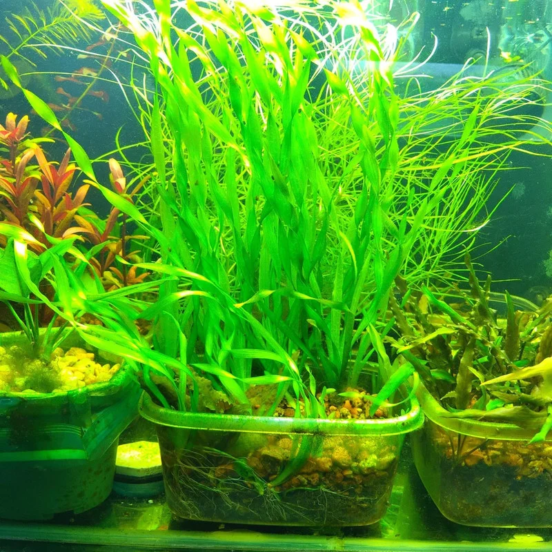 12 Stems of Jungle Vals Plants, Jungle Val Aquarium Plants Live, Aquatic Plants Live, 4 to 6 Inc Tall, Live Aquarium Plants, 4 Bundles