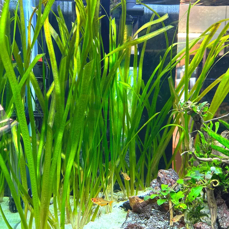 6 Stems of Jungle Vals Plants, Jungle Val Aquarium Plants Live, 2 Bundles, Aquatic Plants Live, 4 to 6 Inc Tall, Jungle Vallisneria Aquarium Plants