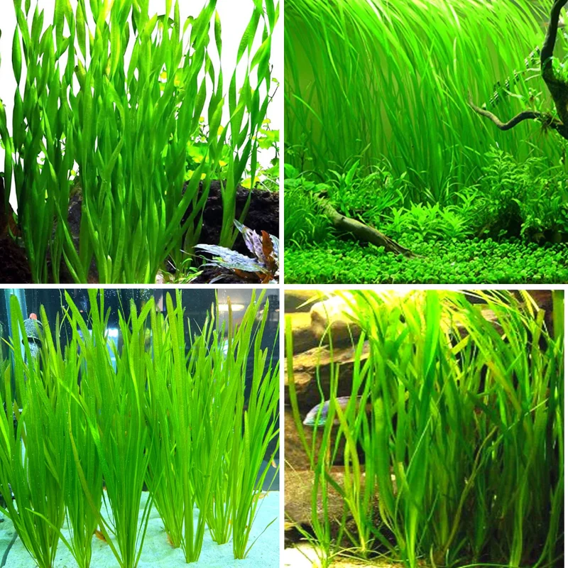 9 Stems of Jungle Vals Plants, Jungle Val Aquarium Plants Live, 3 Bundles, Aquatic Plants Live, Jungle Vallisneria Aquarium Plants, 4 to 6 Inc Tall