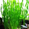 9 Stems of Jungle Vals Plants, Jungle Val Aquarium Plants Live, 3 Bundles, Aquatic Plants Live, Jungle Vallisneria Aquarium Plants, 4 to 6 Inc Tall