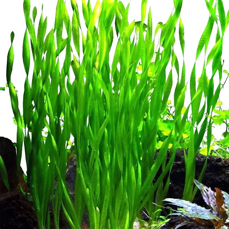 9 Stems of Jungle Vals Plants, Jungle Val Aquarium Plants Live, 3 Bundles, Aquatic Plants Live, Jungle Vallisneria Aquarium Plants, 4 to 6 Inc Tall