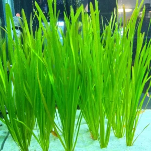 12 Stems of Jungle Vals Plants, Jungle Val Aquarium Plants Live, Aquatic Plants Live, 4 to 6 Inc Tall, Live Aquarium Plants, 4 Bundles
