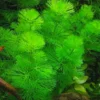 Set of 21 Green Cabomba Plants Live, Aquarium Plants Live, 4 to 7 Inch Tall, Live Aquarium Plants, Cabomba Live Plants, Easy to Plant
