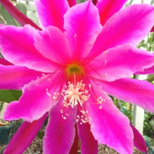 Pink Epiphyllum Orchid Cactus Cutting, 10 to 12 Inc Tall, Epiphyllum Orchid Cactus Plant Live, Live Epiphyllum Orchid Cactus Plant
