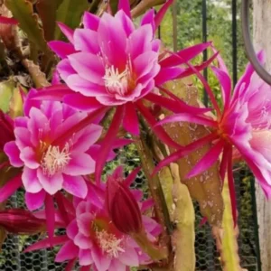 Pink Epiphyllum Orchid Cactus Cutting, 10 to 12 Inc Tall, Epiphyllum Orchid Cactus Plant Live, Live Epiphyllum Orchid Cactus Plant