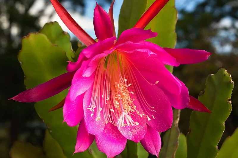 Epiphyllum Orchid Cactus Cutting, Pink Epiphyllum Orchid Cactus Plant Live, 10 to 12 Inc Tall, Live Epiphyllum Orchid Cactus Plant