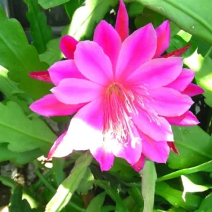 Epiphyllum Orchid Cactus Cutting, Pink Epiphyllum Orchid Cactus Plant Live, 10 to 12 Inc Tall, Live Epiphyllum Orchid Cactus Plant