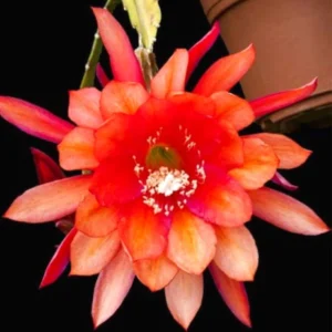 Epiphyllum Orchid Cactus Cutting, Orange Epiphyllum Orchid Cactus Plant Live, 10 to 12 Inc Tall, Live Epiphyllum Orchid Cactus Plant
