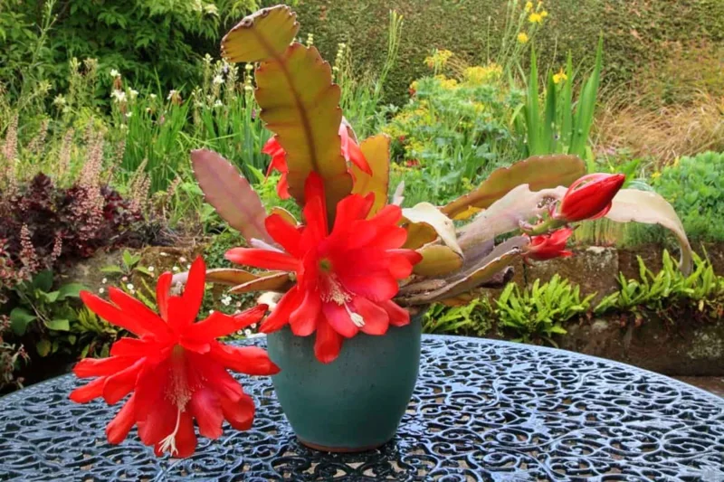 Epiphyllum Orchid Cactus Cutting, Red Epiphyllum Orchid Cactus Plant Live, 10 to 12 Inc Tall, Live Epiphyllum Orchid Cactus Plant