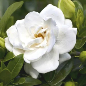 2 Cape Jasmine Starter Live Plants, 7 to 10 Inc Tall, Gardenia Plant, Frost Proof Jasmine Plants, Blooming Jasmine Plants Live, Jasmine Live Plant