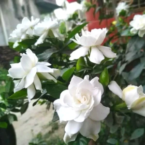 2 Cape Jasmine Starter Live Plants, 7 to 10 Inc Tall, Gardenia Plant, Frost Proof Jasmine Plants, Blooming Jasmine Plants Live, Jasmine Live Plant