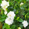 2 Jasmine Plants Live, Cape Jasmine Starter Live Plants, 7 to 10 Inc Tall, Blooming Jasmine Plants Live, Gardenia Plants, Frost Proof Plant